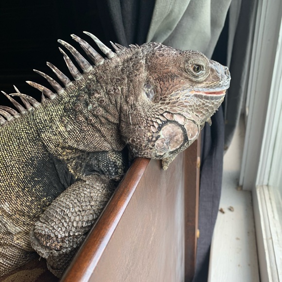 MY MANTRID - Picture 15 of 16